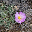 Image of Big Needle Cactus