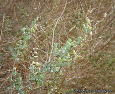 Image of Shrubby Seepweed