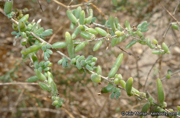 Image of Shrubby Seepweed