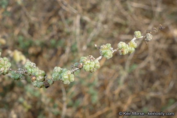 Image of Shrubby Seepweed