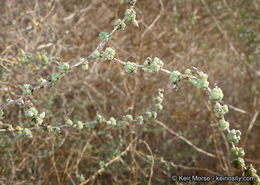 Image of Shrubby Seepweed