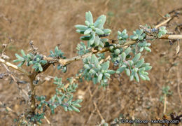 Image of Shrubby Seepweed