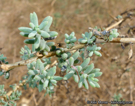 Image of Shrubby Seepweed