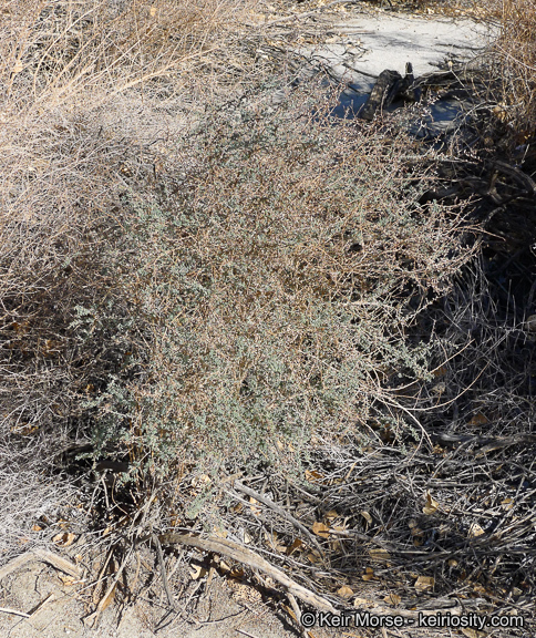 Image of Shrubby Seepweed