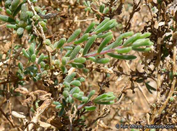 Image of Shrubby Seepweed