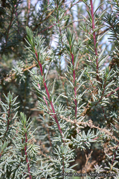 Image of Shrubby Seepweed