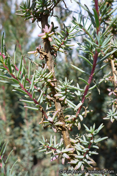 Image of Shrubby Seepweed