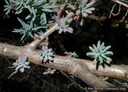 Image of Shrubby Seepweed