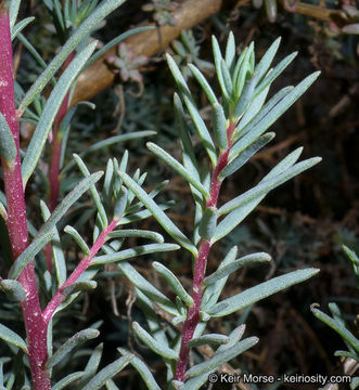 Image of Shrubby Seepweed