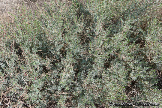 Image of Shrubby Seepweed