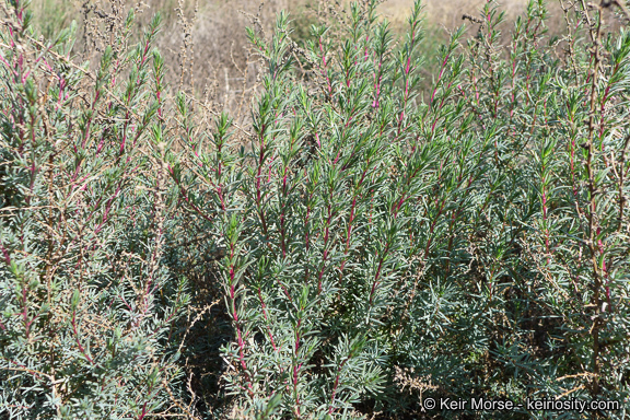 Image of Shrubby Seepweed