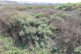 Image of Shrubby Seepweed