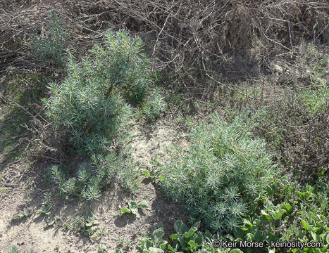 Image of Shrubby Seepweed