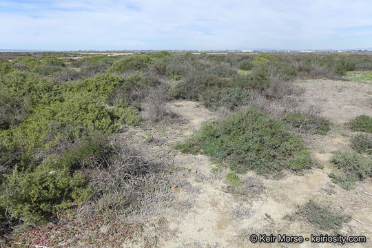 Image of Shrubby Seepweed