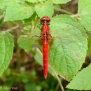 Imagem de Rhodothemis Ris 1909