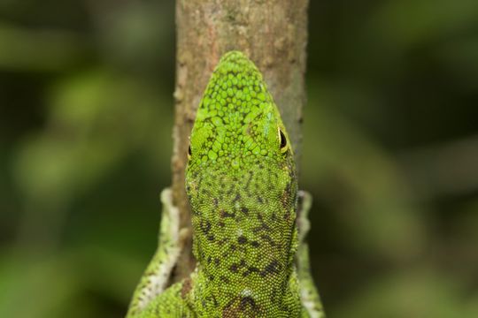 Image of Neotropical Green Anole