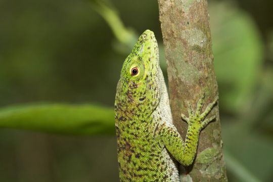 Sivun Anolis biporcatus (Wiegmann 1834) kuva