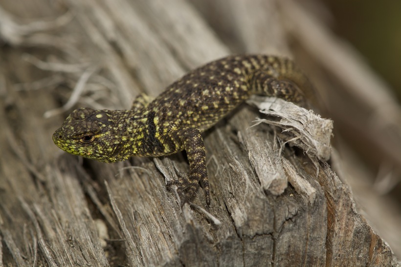 Image of Bocourt's Spiny Lizard