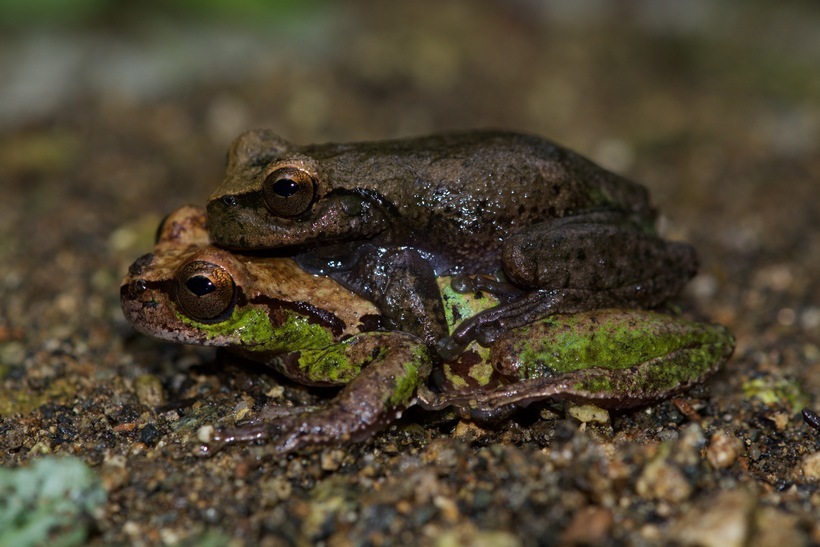 صورة Plectrohyla sagorum Hartweg 1941