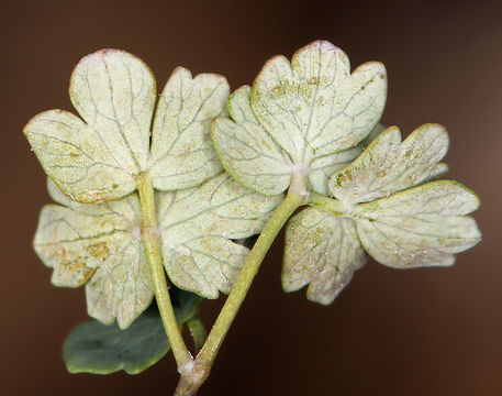 Image of alpine meadow-rue