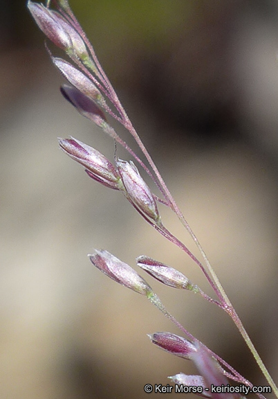 Image of bullgrass