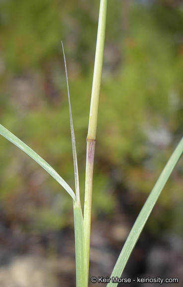 Image of bullgrass