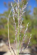 Image of bullgrass