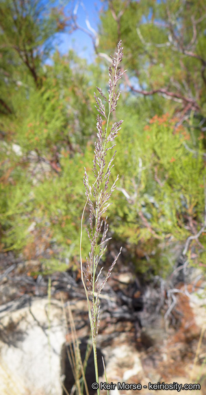 Image of bullgrass