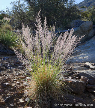 Image of bullgrass