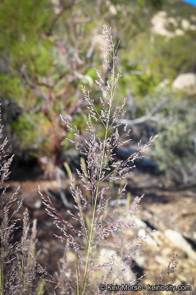 Image of bullgrass