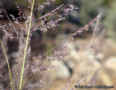 Image of bullgrass