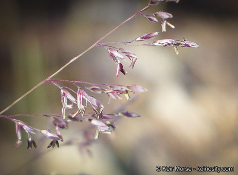 Image of bullgrass