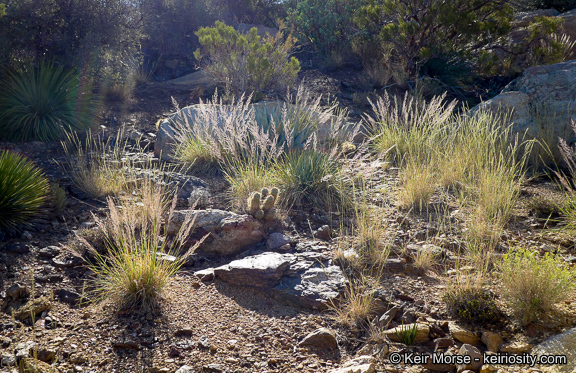 Image of bullgrass