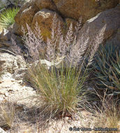 Image of bullgrass