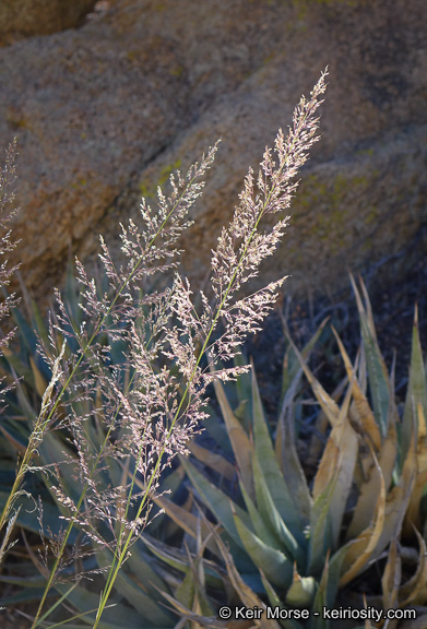 Image of bullgrass