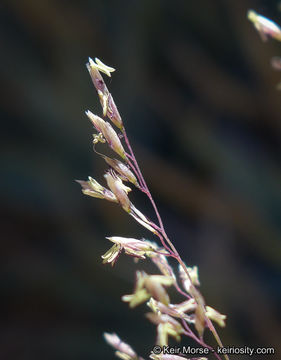 Image of bullgrass