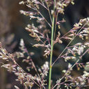 Sivun Muhlenbergia emersleyi Vasey kuva