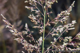 Image of bullgrass