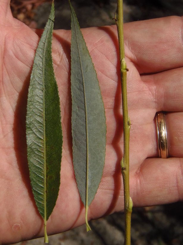 Plancia ëd Salix babylonica L.