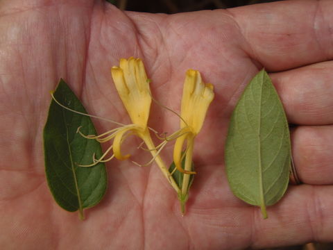 Слика од Lonicera japonica Thunb.