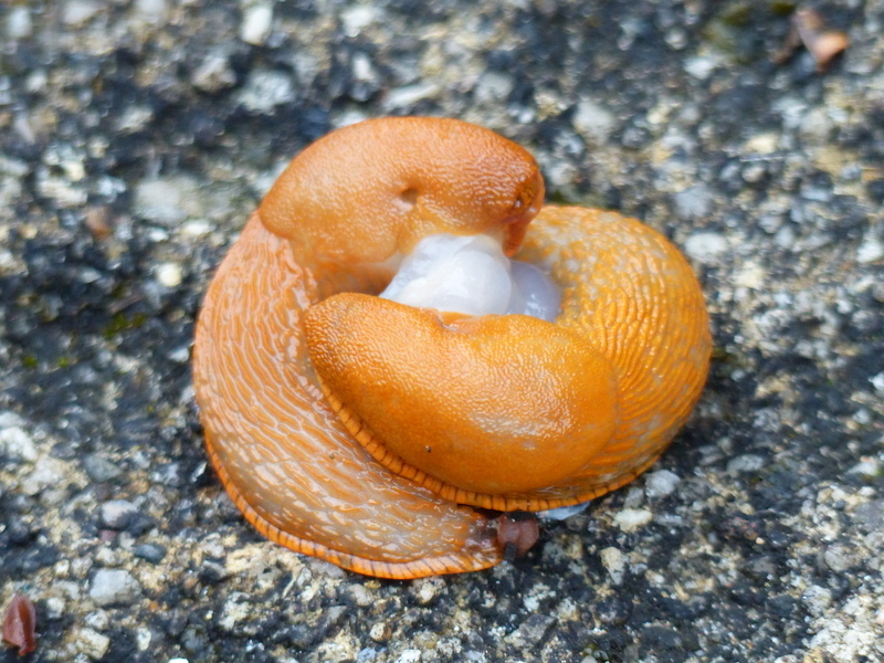 Image of Black slug