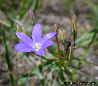 صورة Brodiaea filifolia S. Watson