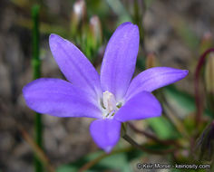 Image of threadleaf brodiaea