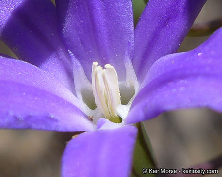 Sivun Brodiaea filifolia S. Watson kuva