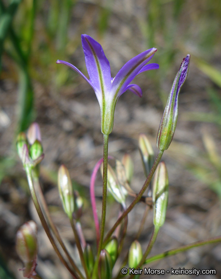 Sivun Brodiaea filifolia S. Watson kuva