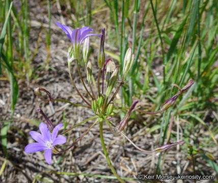 صورة Brodiaea filifolia S. Watson