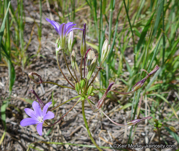 Sivun Brodiaea filifolia S. Watson kuva