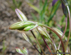 Image of threadleaf brodiaea