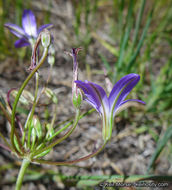 Sivun Brodiaea filifolia S. Watson kuva