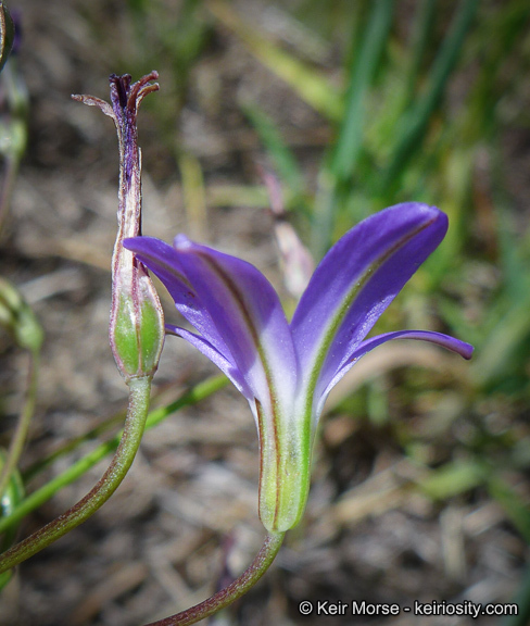 Sivun Brodiaea filifolia S. Watson kuva